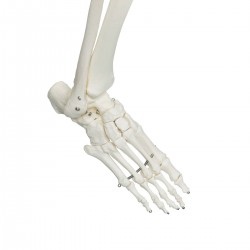 Squelette humain STAN A10 sur support à 5 roulettes sur Medi-Tek