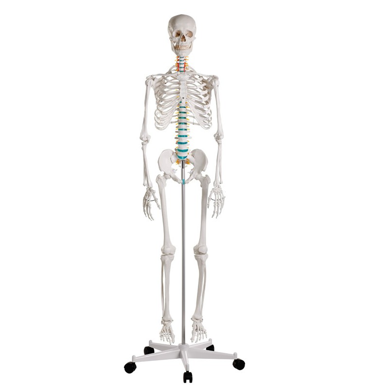 Tout savoir sur le squelette humain