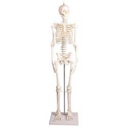 Squelette médical humain miniature