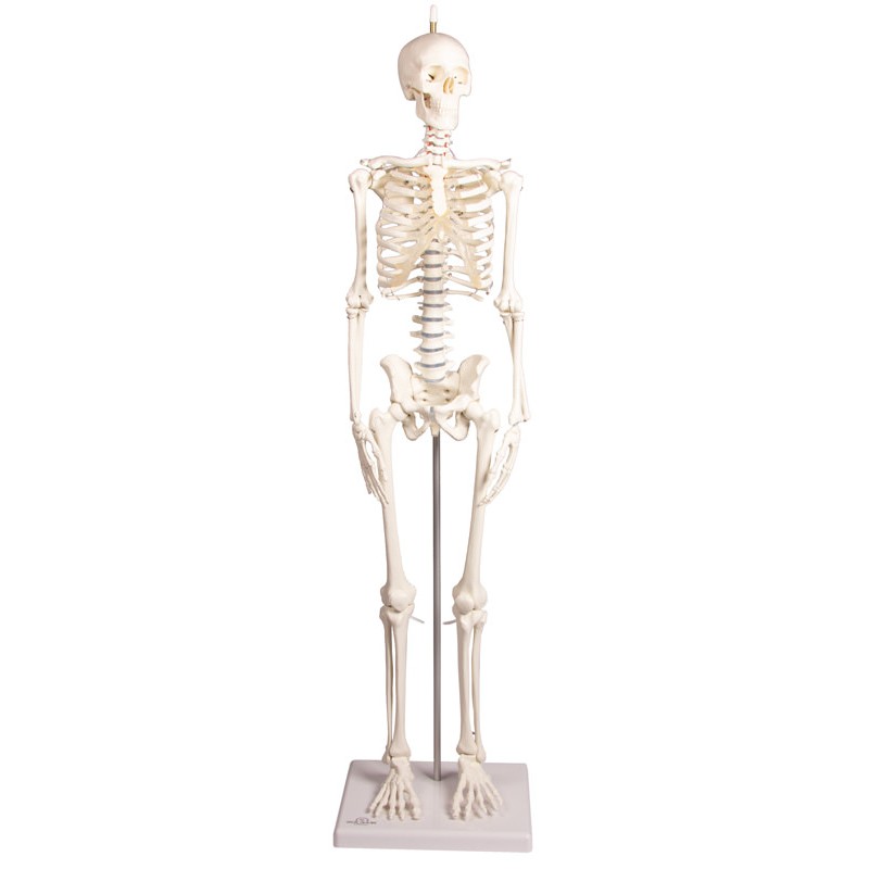 Mini squelette humain modèle d'anatomie, outil modèle de squelette
