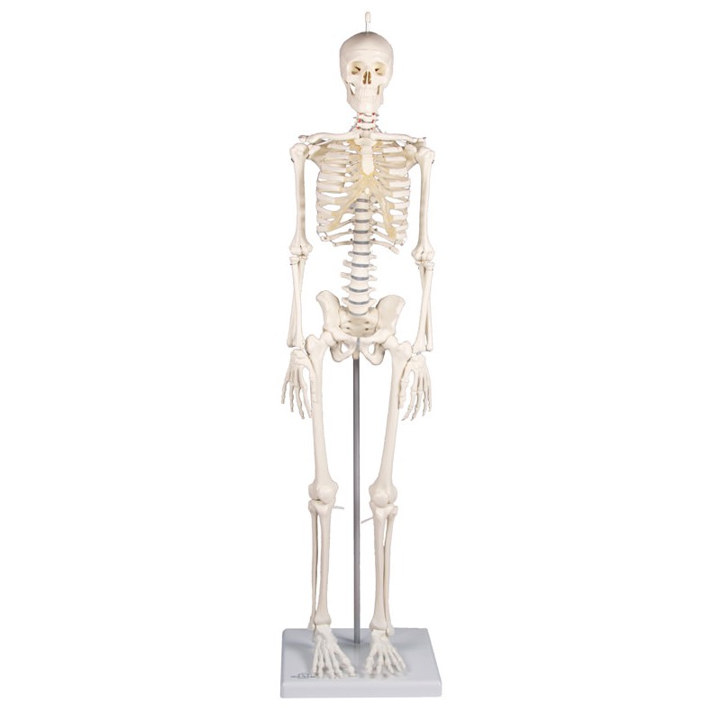 Mini squelette anatomique 45 cm, squelette mobile 