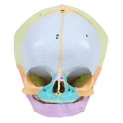 Crâne didactique fœtus 38 semaines Teamalex Medical