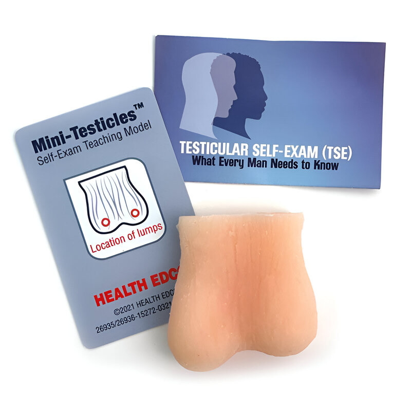 Modèle de palpation des testicules Teamalex Medical