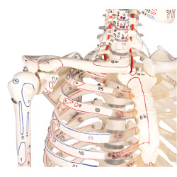 Squelette humain Daniel avec insertion des muscles Teamalex Medical