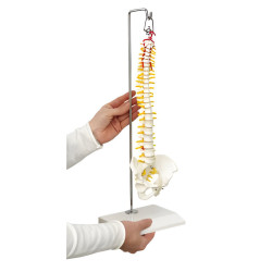 Colonne vertébrale miniature suspendue Teamalex Medical