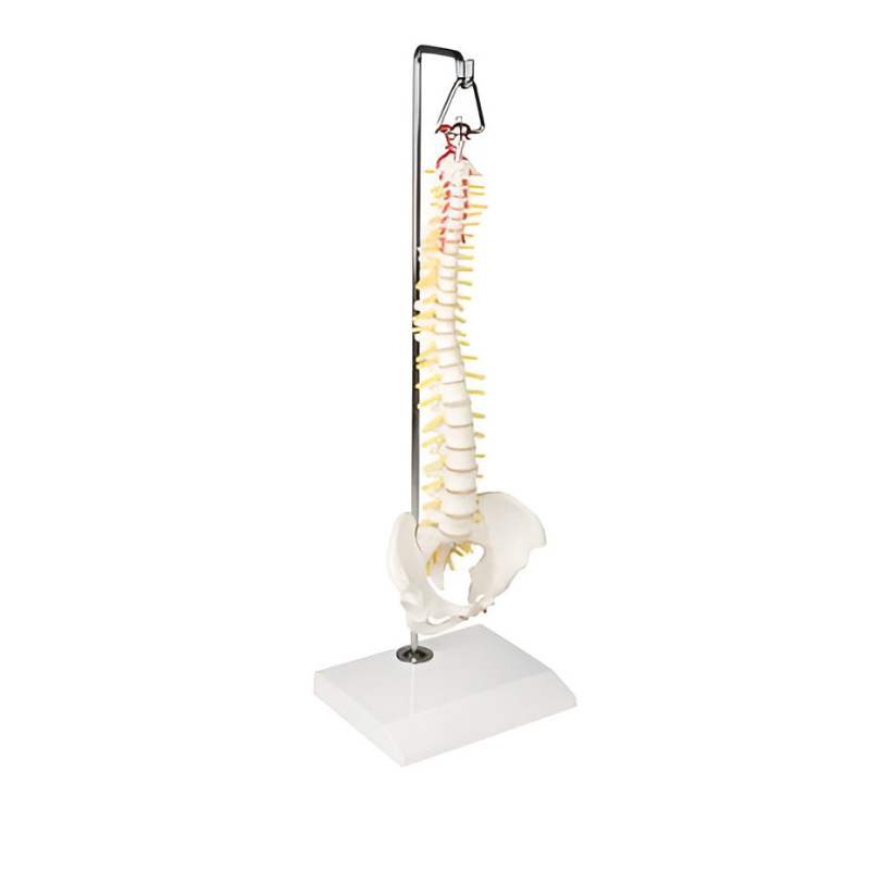 Colonne vertébrale miniature suspendue Teamalex Medical