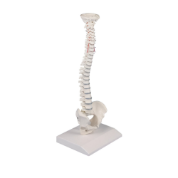 Colonne vertébrale miniature sur pied Teamalex Medical