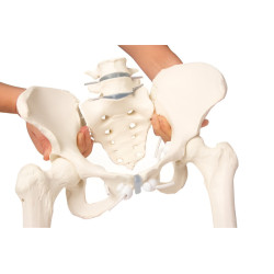 Squelette flexible du bassin féminin avec sacrum, lombaires et fémurs Teamalex Medical