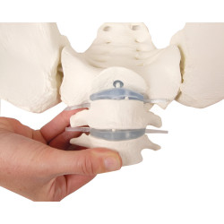 Squelette flexible du bassin féminin avec sacrum, lombaires et fémurs Teamalex Medical