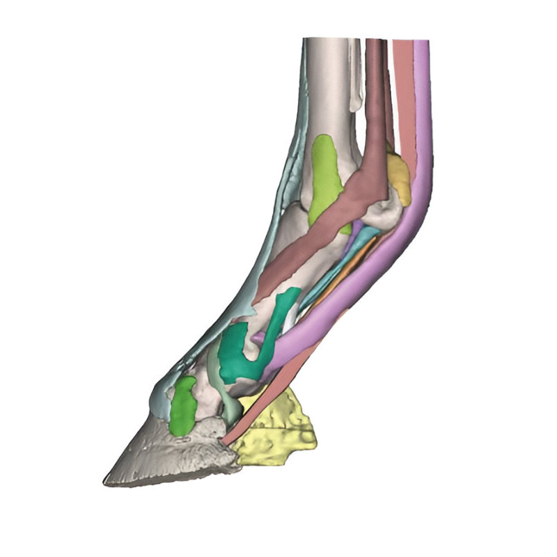 Modèle anatomique 3 de pied de cheval Teamalex Medical
