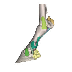 Modèle anatomique 4 de pied de cheval Teamalex Medical